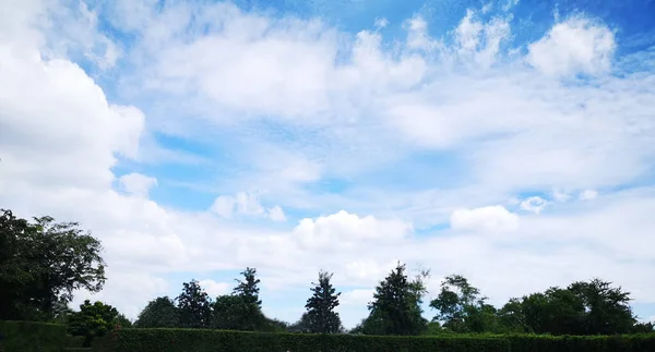 Tree Bush Nature Background White Cloud Blue Sky — Stock Photo, Image