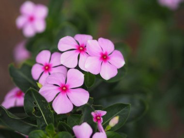 Bilinen adı Batı Hint, Madagaskar, Bringht Eye, Indian, Cape, Pinkle-pinkle, Vinca, Cayenne yasemin, Rose menekşe, kız kurusu bilimsel adı Catharanthus gül çiçeğinin pembe rengi vardır.