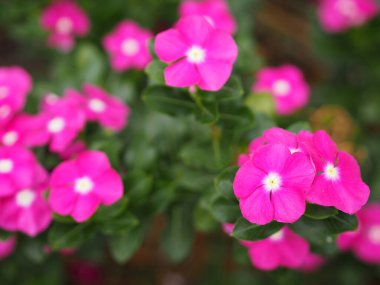 Bilinen adı Batı Hint, Madagaskar, Bringht Eye, Indian, Cape, Pinkle-pinkle, Vinca, Cayenne yasemin, Rose menekşe, kız kurusu bilimsel adı Catharanthus gül çiçeğinin pembe rengi vardır.