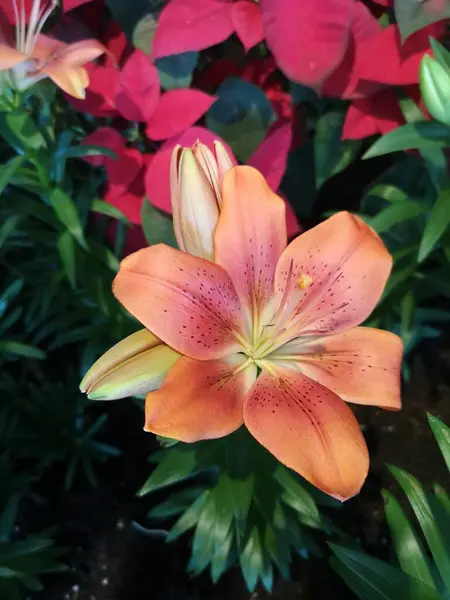 Różowa Lily Hybrydy Lilii Wielkanocny Kwiat Lilii Kwitnące Piękne Naturze — Zdjęcie stockowe