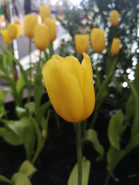 Amarelo Tulipa Flor Crescendo Bonita Natureza Borrada Fundo — Fotografia de Stock