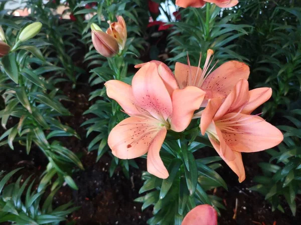 Pembe Lily Lilium Melezleri Paskalya Zambağı Çiçekleri Arka Planda Patlayan Stok Resim