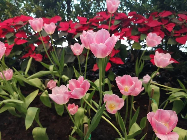 Pink Tulip Flower Booming Beautiful Nature Blurred Background Royalty Free Stock Photos