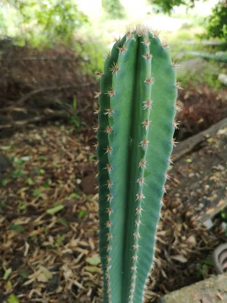 Cereus Peruvianus Castelo Fadas Cactus Árvore Tronco Verde Tem Picos — Fotografia de Stock