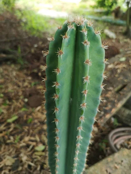 Cereus Peruvianus Pohádkový Hrad Kaktusový Strom Zelený Kmen Ostré Hroty — Stock fotografie