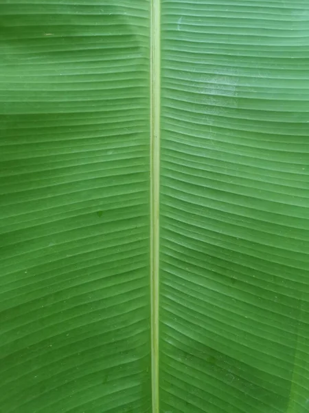 Зеленые Листья Банановый Фон Природы Pisang Awak Культивированный Банан — стоковое фото