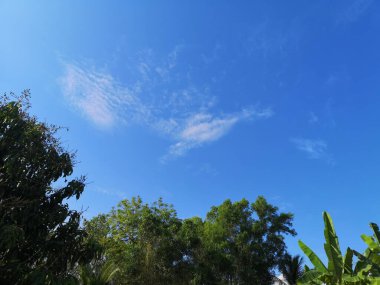 Çalı ağacı dokusu yeşil yapraklar arka plan kabuk kabuk kabuk kabuk yüzey dokusu bitki ve beyaz bulut mavi gökyüzü