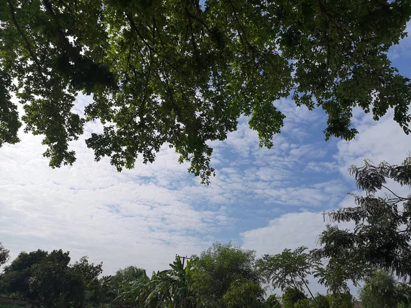 덤불의 자연은 줄기를 과하얀 구름파란 하늘을 배경으로 — 스톡 사진
