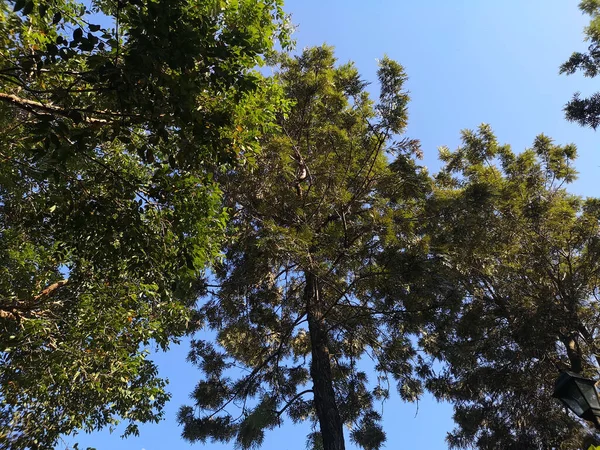 ブッシュの木のテクスチャ自然緑の葉の背景樹皮幹粗い表面のテクスチャ植物と白い雲青い空 — ストック写真