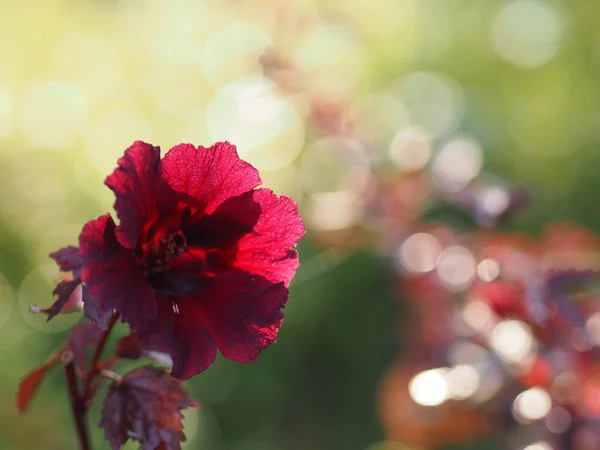 クランベリーハイビスカス 赤葉ハイビスカス 偽ロゼル アフリカのバラモロー ハイビスカスアセトセラマルベイス花は自然を背景に庭で赤の木の色を残します — ストック写真