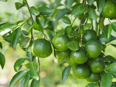 Ağaçtaki portakal meyvesi. Arka planda bulanıklık, bitki.