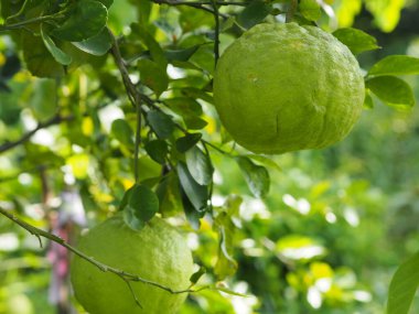 Ağaçtaki limon, arka planda bulanıklık, ekşi tadı olan limon yeşili sebze.