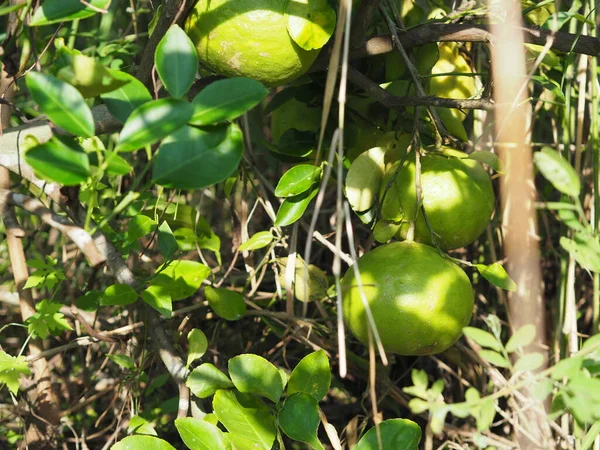 Citron Trädet Suddig Naturen Bakgrund Växt Sur Smak Frukt Lime — Stockfoto