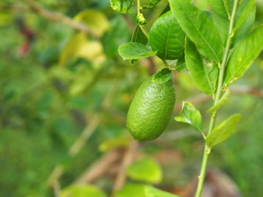 Ağaçtaki limon, arka planda bulanıklık, ekşi tadı olan limon yeşili sebze.