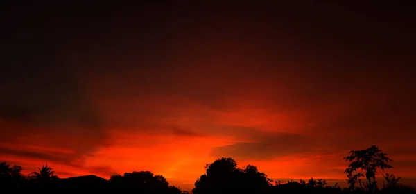 Sunset Orange Sky Bush Tree Silhouette Black Background Nature — Stock Photo, Image