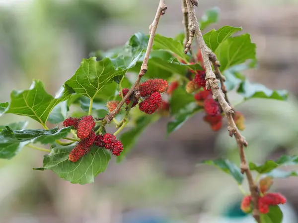 Fruto Morera Floreciendo Árbol Jardín Fondo Borroso Naturaleza —  Fotos de Stock