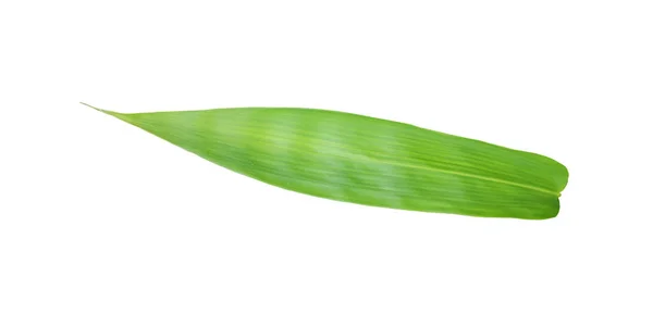 Liście Bambusa Wyciąć Zarys Zielony Liść Izolowany Białym Tle Świeże — Zdjęcie stockowe