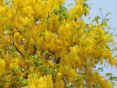 Cassia fistülü, Altın Duş Ağacı sarı çiçek bahçede çiçek açan güzel çiçek arka planda bulanık