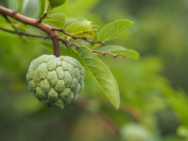 meyveli muhallebi ağacı, elma şekeri, elma şekeri veya anon, Annona squamosa bitkileri, Annona squamosa, Annonaceae yeşil sarı çiçekleri, doğanın bulanık arka planında 3 yaprağı olan kalın yapraklar, tatlı yiyecekler