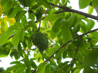 Keskin kabuklu Durian tatlı meyvesi.