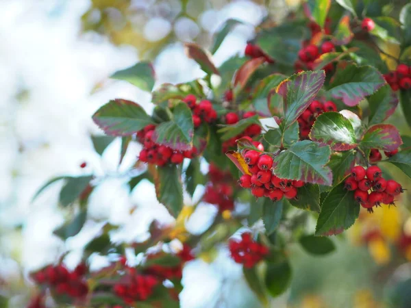 Red Siberian Crab Apple Fruit Young Tree Autumn Season Wild — Stock Photo, Image