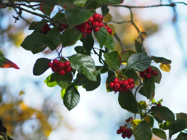 Cangrejo Siberiano Rojo Fruta Manzana Árbol Joven Temporada Otoño Bayas —  Fotos de Stock