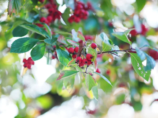 Sonbahar Mevsiminde Genç Bir Ağaçta Kırmızı Sibirya Yengeç Elması Meyvesi Stok Fotoğraf