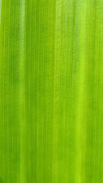 香蕉鲜叶抽象线绿色自然背景 — 图库照片