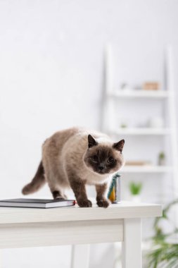 Kürklü kedi not defterinin yanındaki masada kameraya bakıyor.