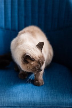 Evdeki mavi koltukta oturan tüylü kedinin yüksek açılı görüntüsü