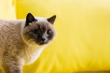 Evdeki sarı kanepede pofuduk kedi manzarası.