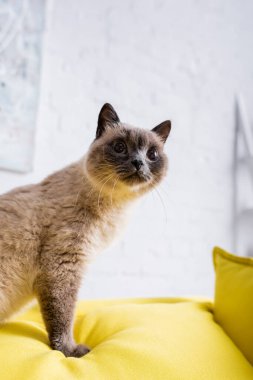 Kürklü kedi yumuşak yastıklarla kanepeye bakıyor.