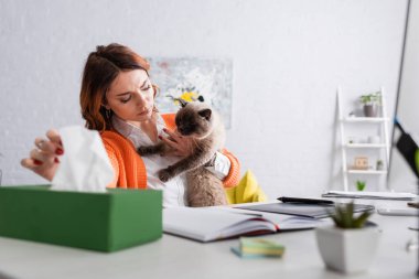 allergic woman with cat taking paper napkin from blurred pack while sitting at work desk at home clipart