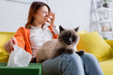 blurred allergic woman taking paper napkin from pack while sneezing on couch near cat clipart