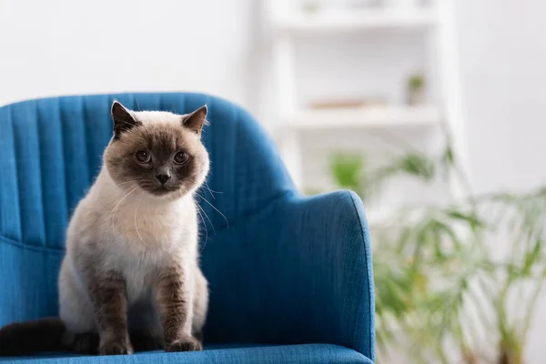 Γούνινη Γάτα Κάθεται Μπλε Πολυθρόνα Και Κοιτάζοντας Την Κάμερα — Φωτογραφία Αρχείου
