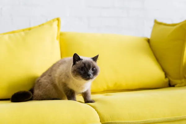 furry cat sitting on soft yellow sofa with blurred pillows