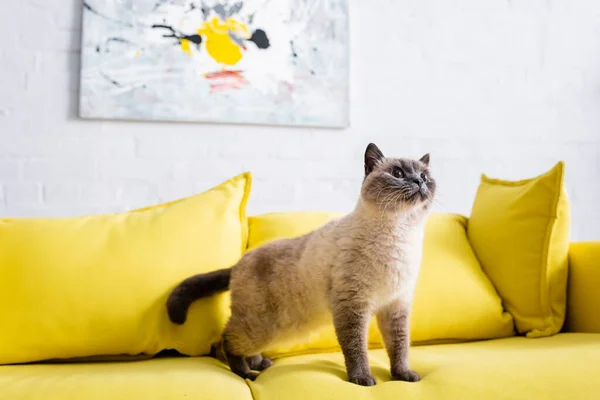 fluffy cat on yellow sofa with soft pillows near blurred picture on wall