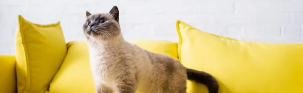 Furry Cat Looking Away Yellow Couch Living Room Banner — Stock Photo, Image
