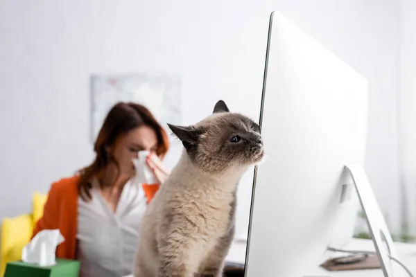 コンピューターモニターの近くのふわふわ猫とアレルギーを患っているぼやけた女性の選択的な焦点 — ストック写真
