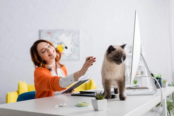 Mulher Desfocada Sorrindo Chegar Gato Sentado Mesa Perto Monitor Computador — Fotografia de Stock