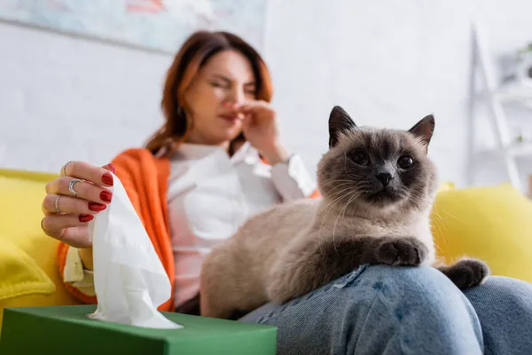 ぼやけたアレルギーの女性の近くの猫の選択的な焦点は くしゃみやパックから紙ナプキンを取る — ストック写真