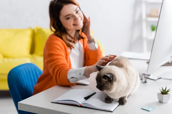 Puszysty Kot Siedzi Biurku Pobliżu Notebooka Młoda Kobieta Uśmiecha Się — Zdjęcie stockowe