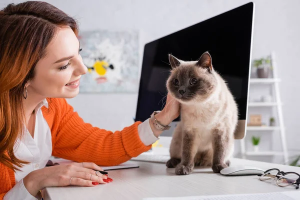 快乐的女人抚摸着猫 坐在靠近监视器的桌子上 屏幕空白 — 图库照片