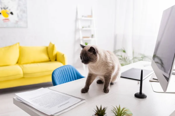 cat on desk near computer monitor, documents and yellow sofa on blurred background