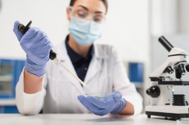 Bulanık laboratuvar maskeli bilim adamının ellerinde petri kabı ve elektronik pipet var.