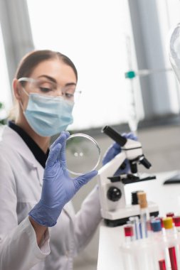 Tıbbi maskeli bulanık bilim adamının elindeki petri kabı mikroskop yakınında ve laboratuvar tüplerinde test tüpleri 