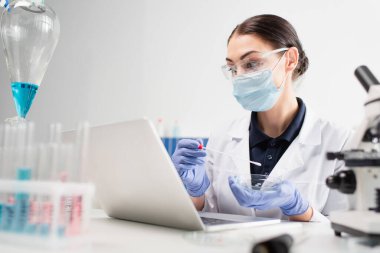 PCR testi ve petri kabını laptopun yanında tutan tıbbi maskeli bilim adamı ve laboratuarda mikroskop. 