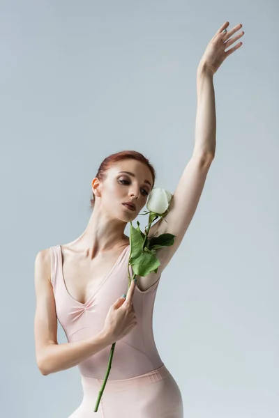 Jonge Ballerina Bodysuit Holding Roos Het Uitvoeren Van Dans Geïsoleerd — Stockfoto