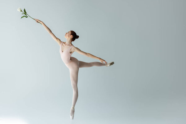 full length of graceful ballerina in bodysuit holding rose and dancing on grey