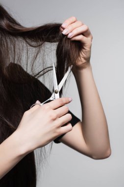 cropped view of young woman holding scissors near long tangled hair isolated on grey clipart